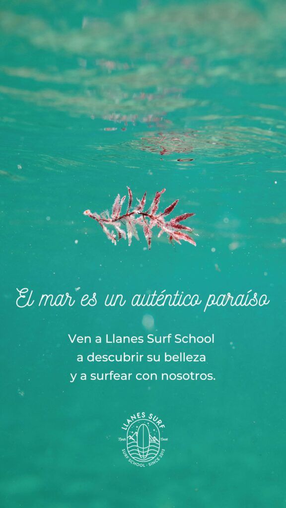 Highlight y storie de instagram vida marina de llanes surf school